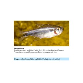 sera Phyto Med Protection Azid Medication for ornamental fish against Ichthy Ophthirius Multifiliis and other Einzellige Skin Parasites