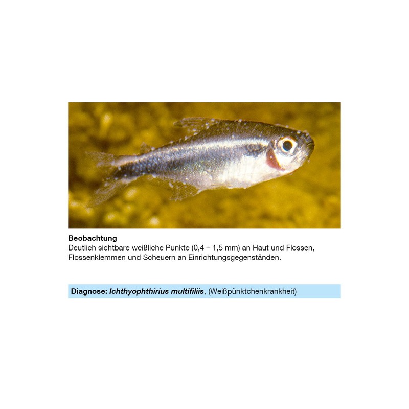 sera Phyto Med Protection Azid Medication for ornamental fish against
