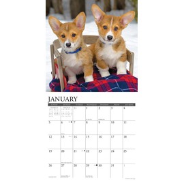 Willow Creek Press Corgis Monthly 2025 Wall Calendar (12" x 12")