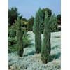 Blue Arrow Juniper - 2 Live Gallon Size Trees -