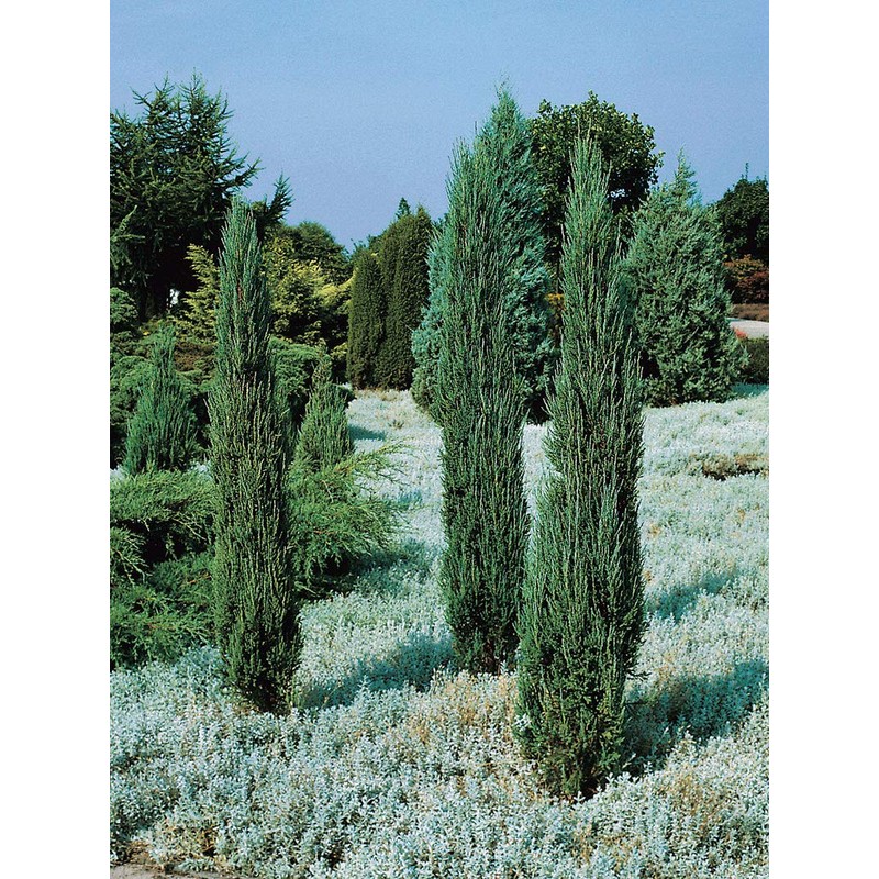 Blue Arrow Juniper - 2 Live Gallon Size Trees -