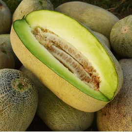 Bateekh Samara Honeydew Melon - 25 Seeds - Heirloom & Open-Pollinated Variety, Sweet & Easy-to-Grow, Non-GMO Vegetable Seeds for Planting Outdoors in The Home Garden, Thresh Seed Company
