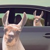 Thumbs Up Ride with Lama - Window Sticker Lama Car