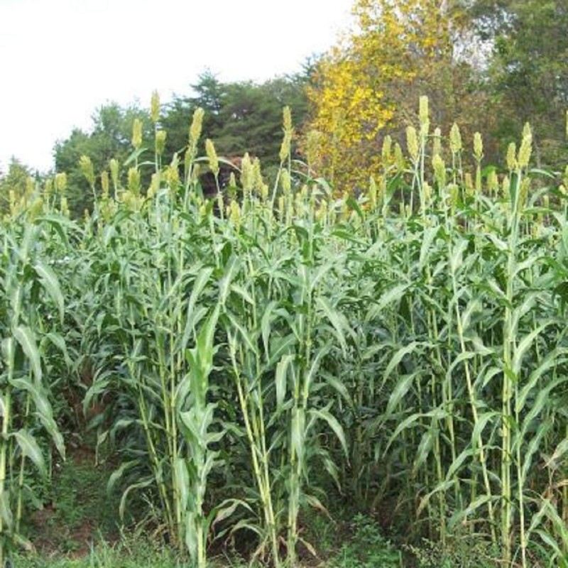 Muddy Pond Sorghum Mill - Pure Sorghum Syrup - No
