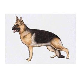 'German Shepherd' Temporary Tattoo - Water Resistant, Skin-Safe, Non-Toxic Transfer (TO00028236)