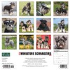 Just Miniature Schnauzers 2023 Wall Calendar