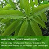 FreshDrinkUS, Premium 100 Mango Leaf Tea Bags, 100% Natural& Pure