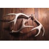 Real Whitetail Deer Antler Beer Tap Handle for Kegerators Keezers