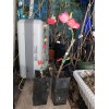 live plant Red Baron Peach Tree 6-12” tall, Fruit Tree-