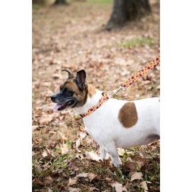 Country Brook Design 5/8 Inch Adjustable Dog Collar for Small, Medium, Large Breeds - Autumn and Fall Collection with Multiple Designs (Fall Foliage, Small)