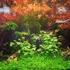 Rotala Rotundifolia HRA Live Aquatic Plant in Tissue Culture Cup