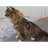 Mynwood Cat Jacket/Harness Green Combat Adult Cat