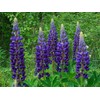 KIRA SEEDS - Seeds Blue Lupin - Perennial Flowers for