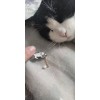 Jextech 2 Pin Broche Metalico Gato Borla De Perla