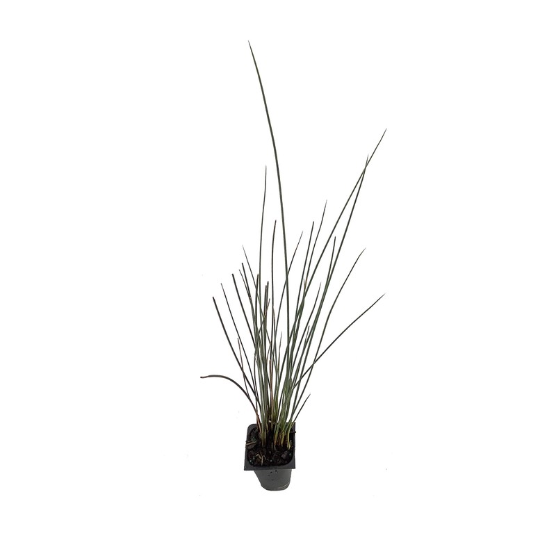 Blue Arrows Rush Grass - Juncus Inflexus - 3 Live