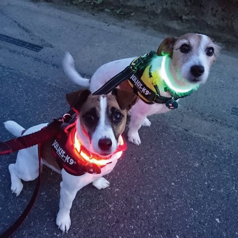 PLATZ PET SUPPLISE&FUN Dog Collar Walking Goods Safety Color Green