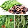 Runner Bean Scarlet Emperor – Fresh and Tasty Beans –