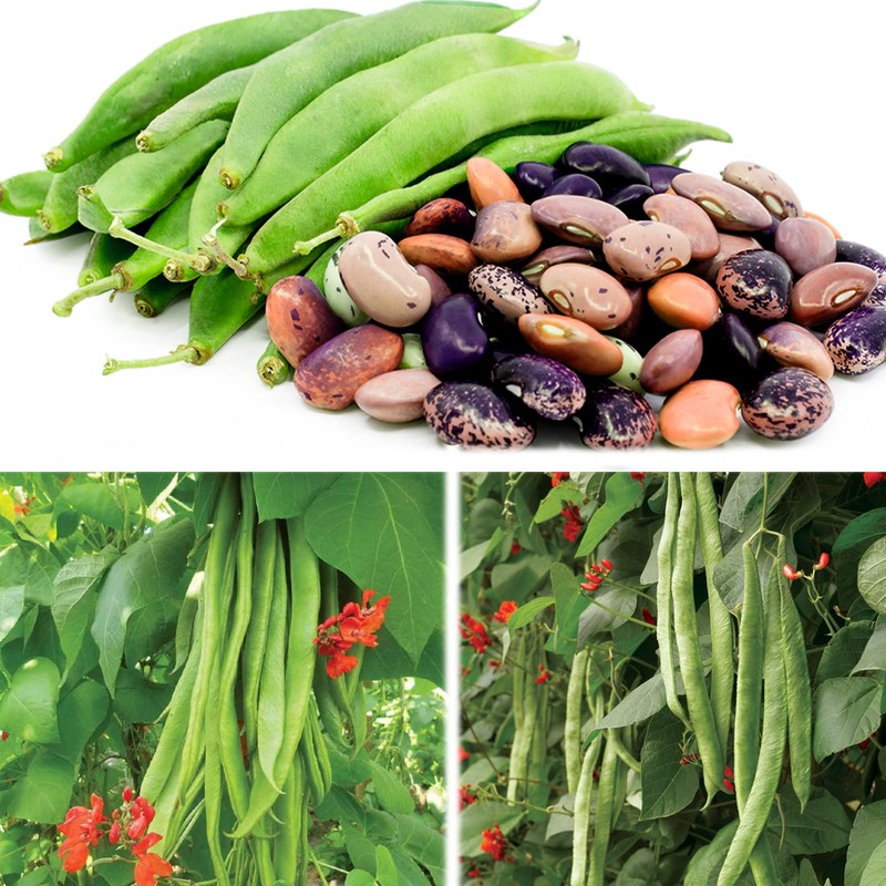 Runner Bean Scarlet Emperor – Fresh and Tasty Beans –