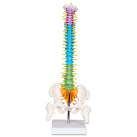 breesky Scientific Mini Spine Model, 15.5’’ Anatomical Spine Model with All Nerves, Human Anatomy Model with Stand for Instruction, Study and Display
