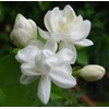 Silver Jasmine Garden Balcony Climbing Flower Seeds - 100/300Pcs+ Fragrant