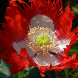 Outsidepride Poppy Danish Flag Flower Seeds - 5000 Seeds