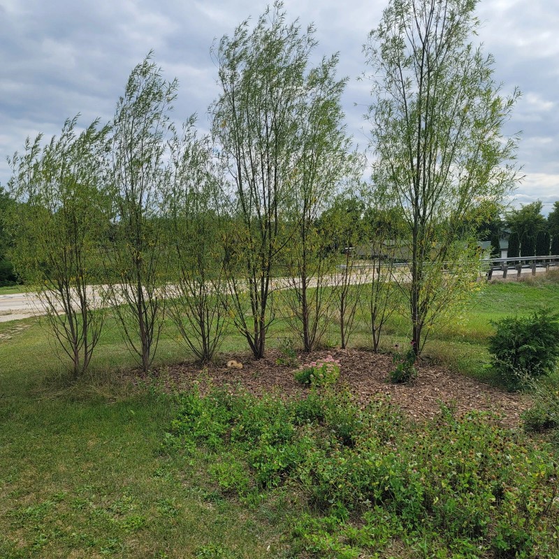 Austree 25 Hybrid Willow Tree Fast Growing Shade Screen Windbreak