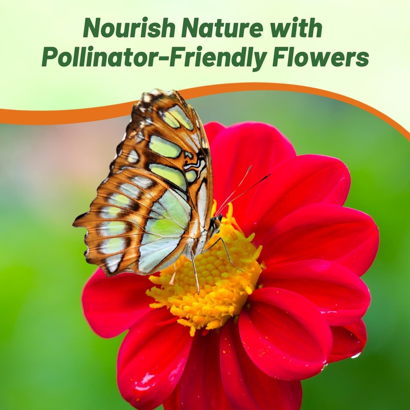 Outsidepride Mignon Red Dahlia Seeds for Planting - 1000 Pcs