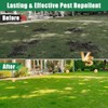 36Pack Mole Repellent Balls for Yard - Natural Pest Control