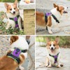 PHOEPET 2019 No Pull Dog Harness Medium Reflective Front Clip