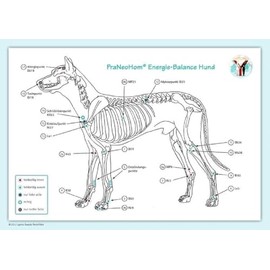 Akupunktur-Tafel Hund: PraNeoHom® Energiebalance durch Heilen mit Zeichen: PraNeoHom® Energie-Balance Hund