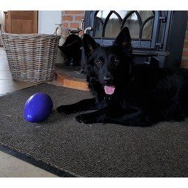 Jolly Pets Jolly Egg Dog Toy, Purple 20cm (8")