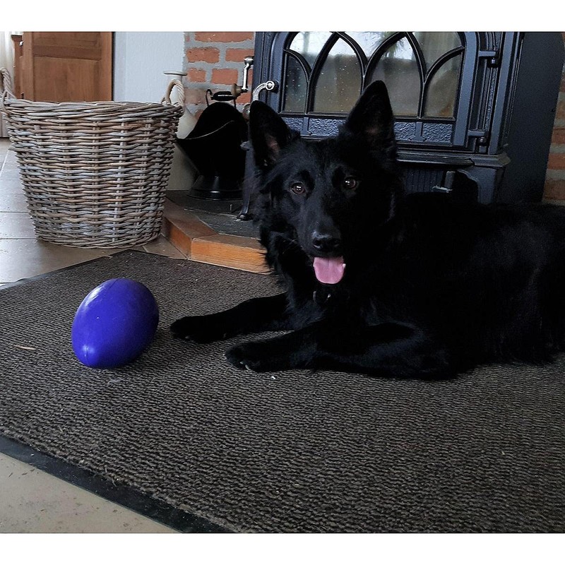 Jolly Pets Jolly Egg Dog Toy, Purple 20cm (8")