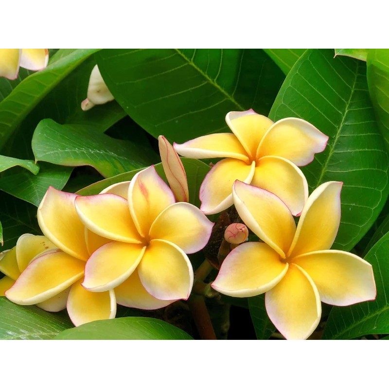 Yellow Hawaiian Plumeria Frangipani 1 Cuttings L41