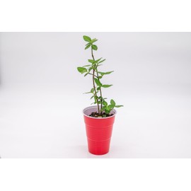 Potted Purpleleaf Wintercreeper (Euonymus fortunei 'Coloratus')