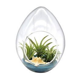 6-Inch Teardrop Glass Terrarium Complete Kit with 3 Live Tillandsia Air Plants, Colored Sand and Seashells (Blue Sand)
