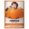 Pumpkin Seeds for Planting (Big Max) Heirloom, Non-GMO Vegetable Variety-