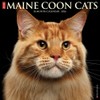 Maine Coon Cats 2026 12" x 12" Wall Calendar