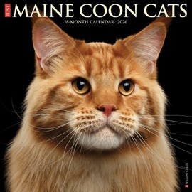 Maine Coon Cats 2026 12" x 12" Wall Calendar