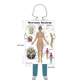 Nervous System Poster 24 x 36 Durable Plastic Dry Erase Compatible