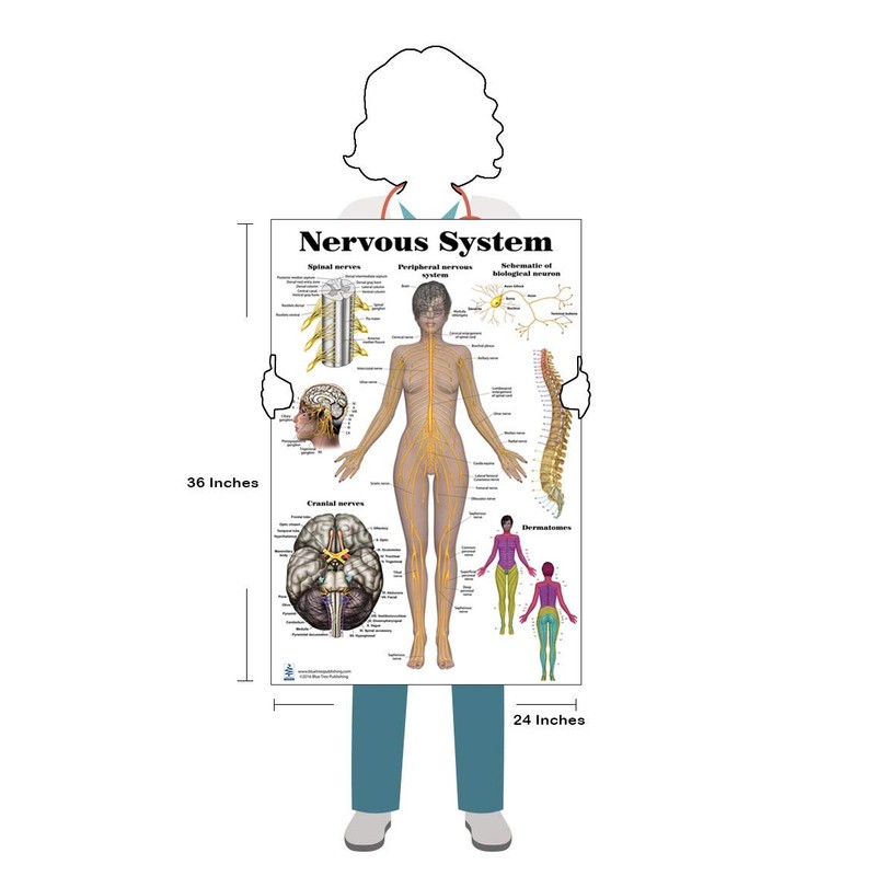 Nervous System Poster 24 x 36 Durable Plastic Dry Erase