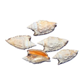5pc, Natural Strombus Aratum Seashells, 3-3.75 inches, Craft Supply, Cream and Coral Color, Beach Decor, Sailors Valentines, SS-470