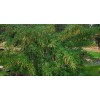 Alaska Wild Harvested Siberian Pea Tree, Caragana arborescens, Seeds (Hardy,