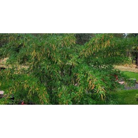 Alaska Wild Harvested Siberian Pea Tree, Caragana arborescens, Seeds (Hardy, Fragrant, Hedge) 25 Seeds