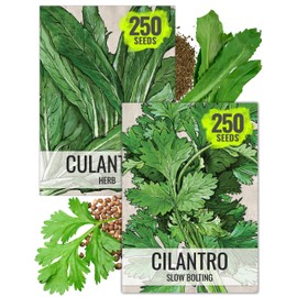Seed Needs Coriander Seeds for Planting Culantro & Cilantro - Non-GMO Heirloom & Untreated Herb Seed to Plant an Indoor/Outdoor Culinary Medicinal Garden (Collection of 2 Packets)