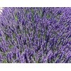 Quercus Living Dried English Lavender Buds (200g) for sachets, potpourri,