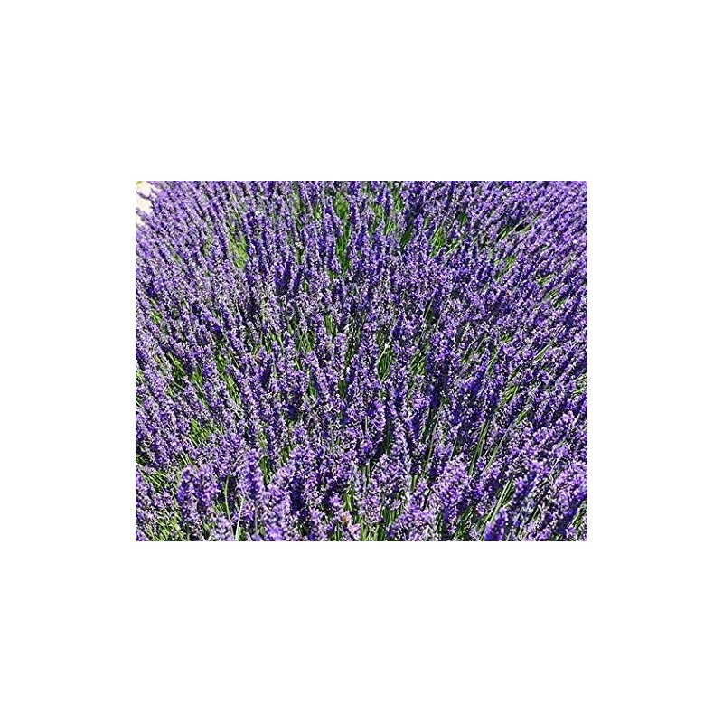 Quercus Living Dried English Lavender Buds (200g) for sachets, potpourri,