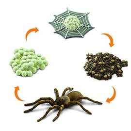 Safari Ltd Ciclo de Vida de la Araña Juguetes del Ciclo de Vida de los Insectos | Figuras del Ciclo de Vida para niños | Araña Figuras de Insectos Kit de Juguete, educación