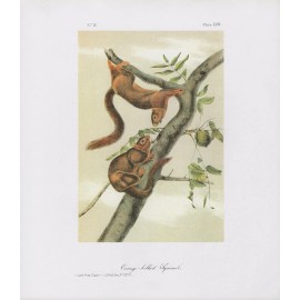 1989 Audubon Vintage "White Weasel, Stoat" Long Tail Mammal Color Art Lithograph