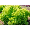 Green Ice Leaf Lettuce Seeds, 1000 Heirloom Seeds Per Packet,