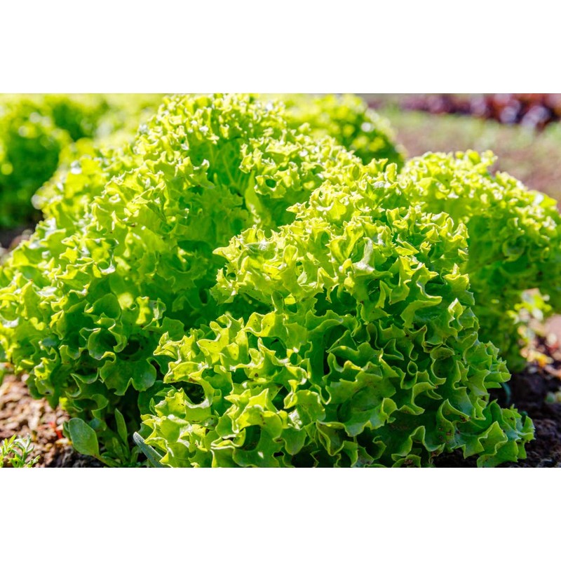 Green Ice Leaf Lettuce Seeds, 1000 Heirloom Seeds Per Packet,